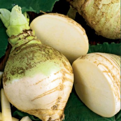 Kålrot 'Wilhelmsburger'