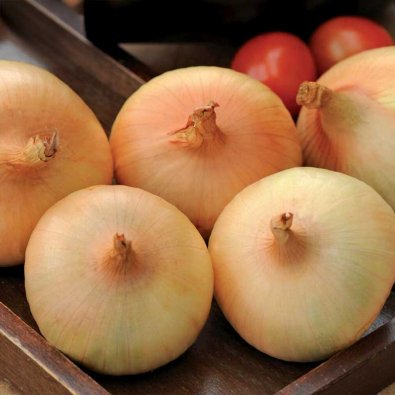 Gul lök 'Stuttgarter Riesen'