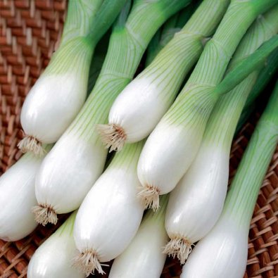 Salladslök 'White Lisbon' Såband