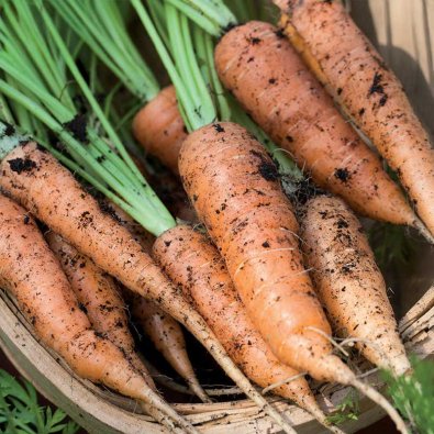 Sommarmorot 'Berlicum 2'