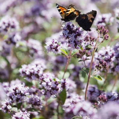 Kungsmynta / Oregano