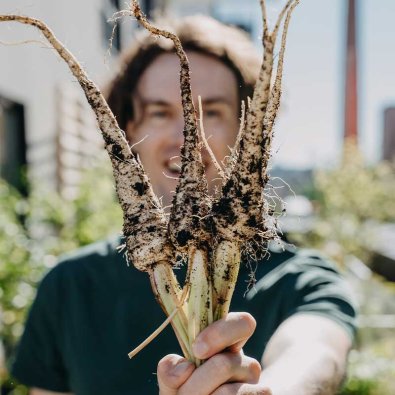Palsternacka 'White Gem'