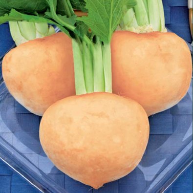 Majrova 'Golden Ball'