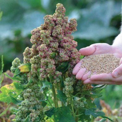 Quinoa 'Vikinga'