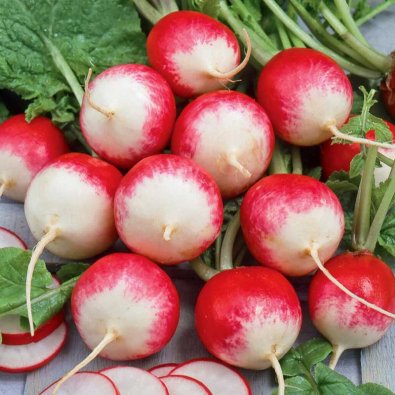 Rädisa 'National 2'