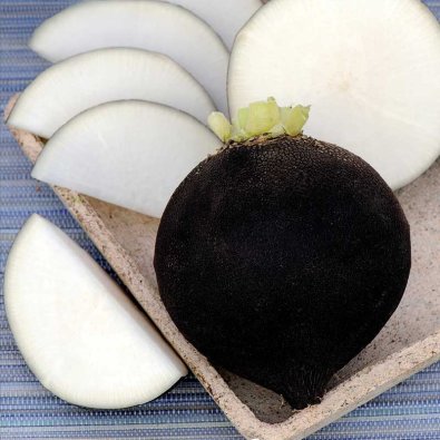 Rättika 'Ronde Zwarte'