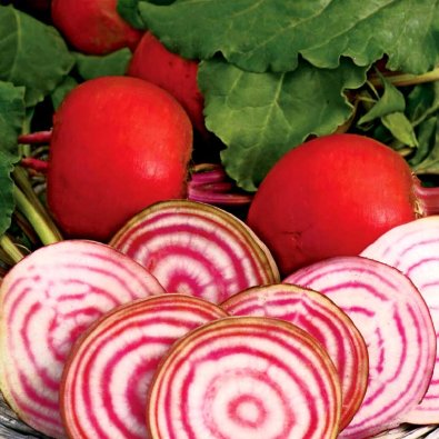 Rödbeta 'Chioggia'