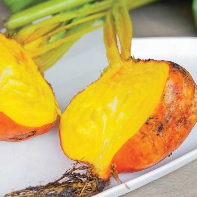 Rödbeta 'Burpees Golden'