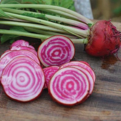 Rödbeta 'Chioggia' Organic