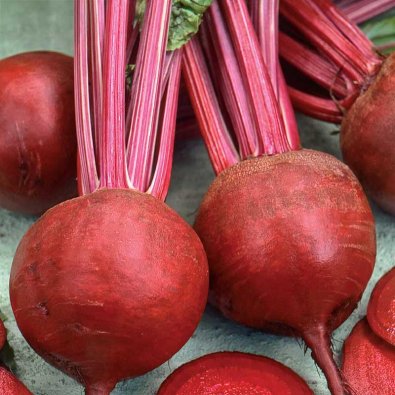 Rödbeta 'Detroit 2'