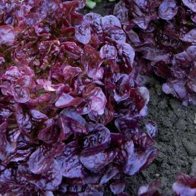 Plocksallat 'Red salad bowl'