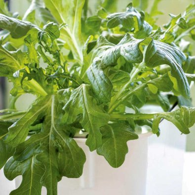 Plocksallat 'Cerbiatta' - Harvy