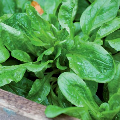 Vintersallat Vit Organic