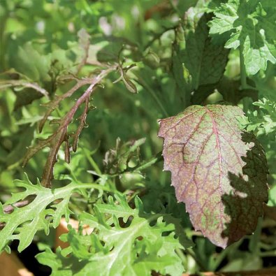 Sareptasenap "Agano", "Bloody Mary", "Frizzy Joe"