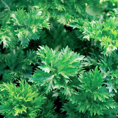 Bladselleri 'Gewone Snij'