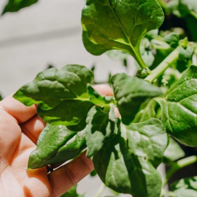 Nyzeeländsk spenat 'Neuseelaender'