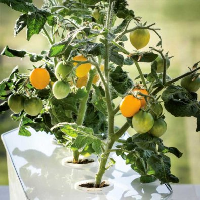 Körsbärstomat 'Twiggy Orange' F1 - Harvy