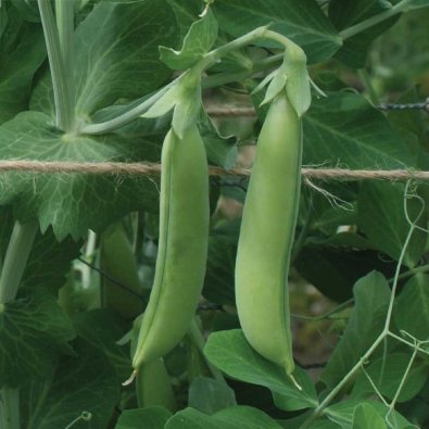 Brytsockerärt 'Nairobi'