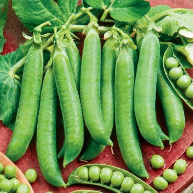 Märgärt, låg 'Kelvedon Wonder'