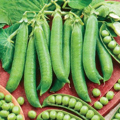 Märgärt, låg 'Kelvedon Wonder'