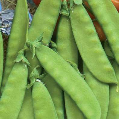 Sockerärt, halvhög 'Oregon Sugar Pod'