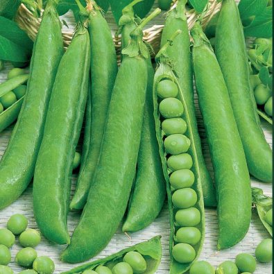 Spritärt, låg Meteor