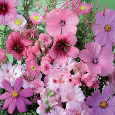 Sommarblomsmix 'Pink Shades'