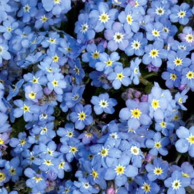 Skogsförgätmigej 'Blue Ball'