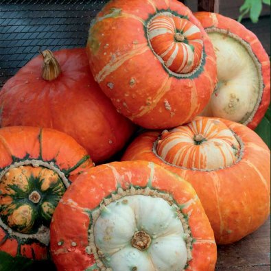 Prydnadspumpa 'Turk's Turban'