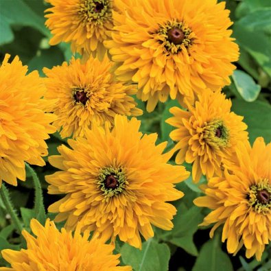 Sommarrudbeckia 'Maya'