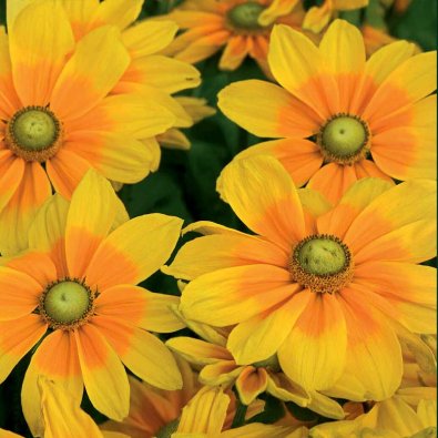Sommarrudbeckia 'Prairie Sun'