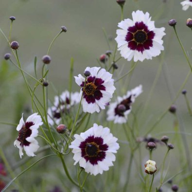 Tigeröga 'Incredible! Swirl'