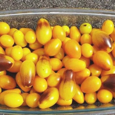 Tomat 'Indigo Pear Drops'