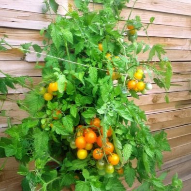 Tomat 'Ciliegia Gialla'