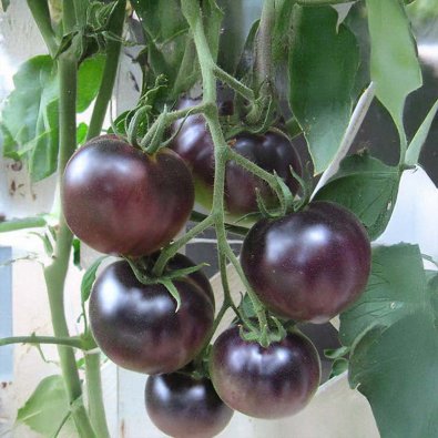 Tomat 'Black Cherry'