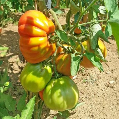 Tomat 'Cuore di Bue'