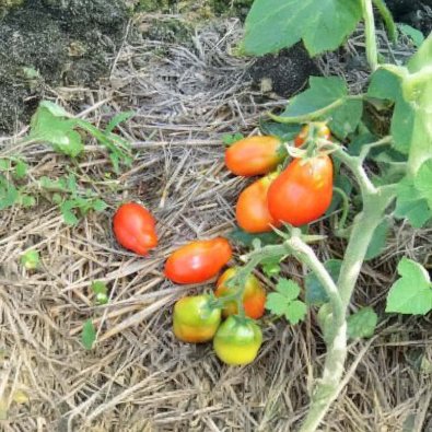 Tomat 'Roma Excellent'