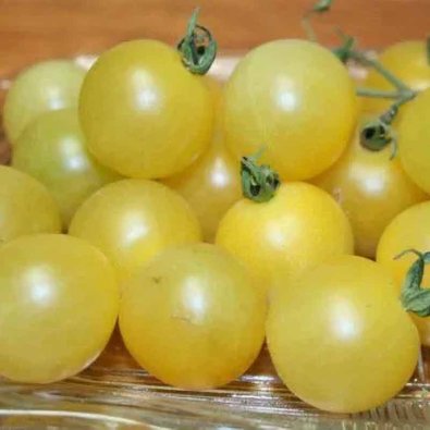 Tomat 'White Cherry'