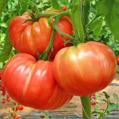 Tomato 'Belmonte'