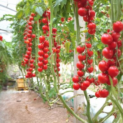 Tomat 'Terminato Ciliegia'