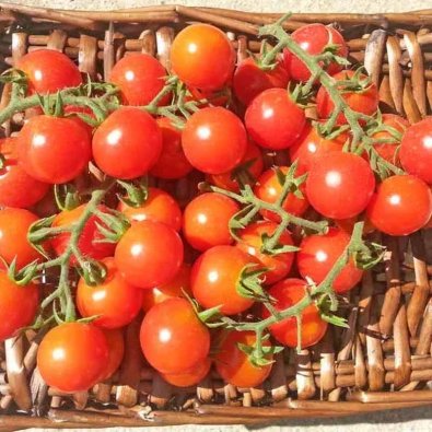 Tomat 'Ciliegia Incan'
