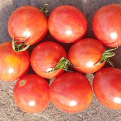 Tomat 'Artisan Pink Bumble Bee'