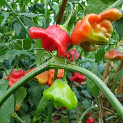 Bärpeppar 'Nepalese Bell'