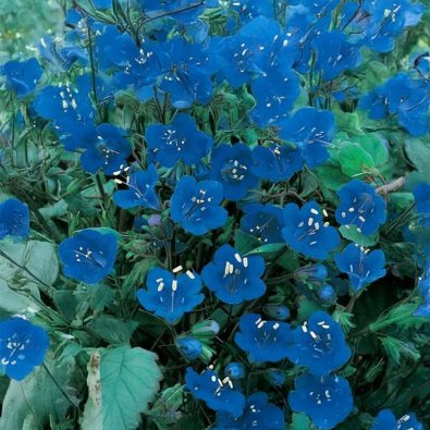 Honungsfacelia 'Honeybee Friend'