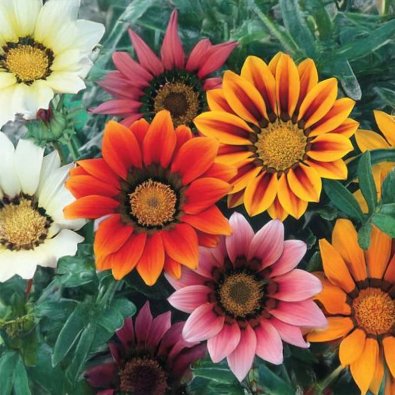 Påfågelsblomster 'Peacock Beauty'