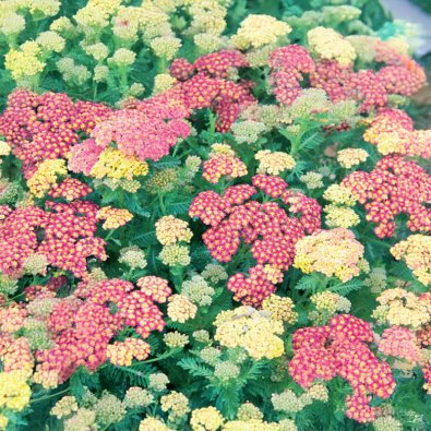 Roseniberis 'Pink Pillow'