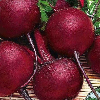 Rödbeta 'Pablo' H