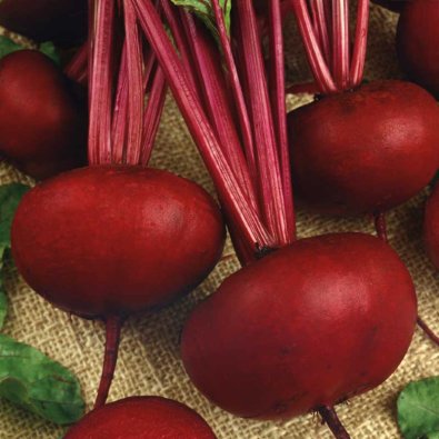 Rödbeta 'D'Egypte'