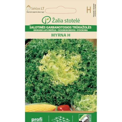 Sydcikoria 'Myrna' h