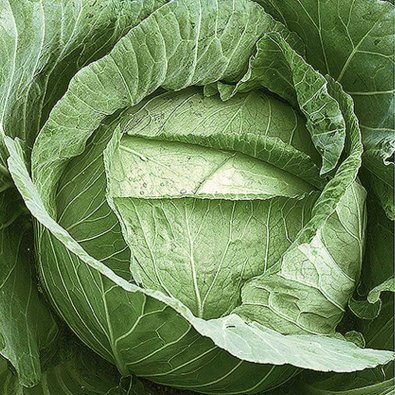 Vitkål 'Langedijker bewaar'